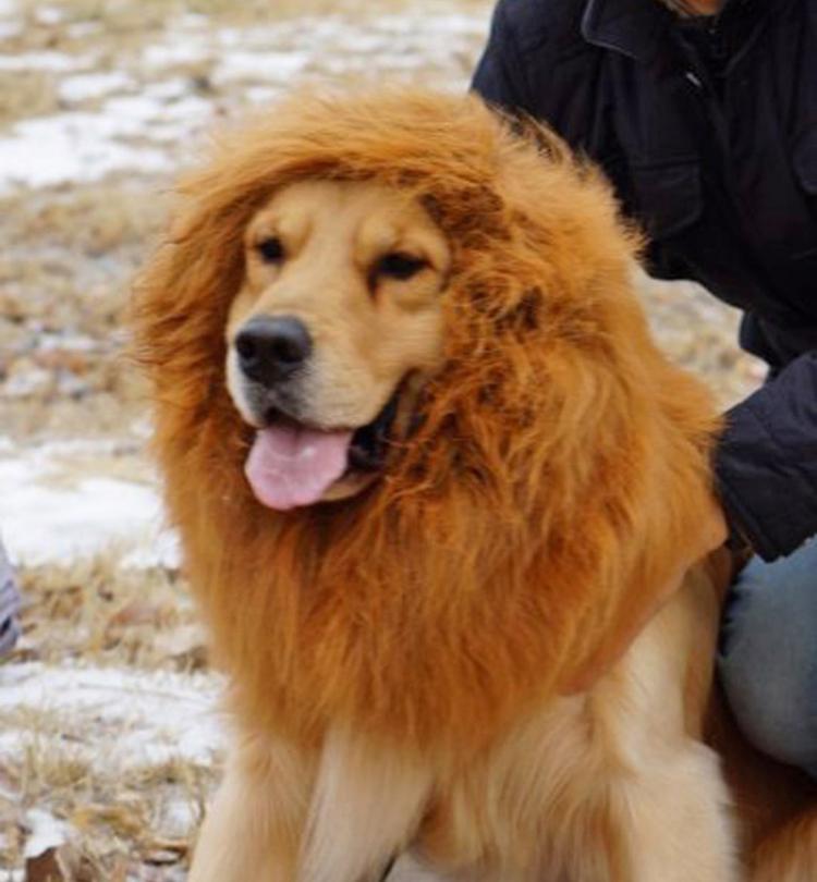 Dog Lion Mane Costume - Dog lion wig