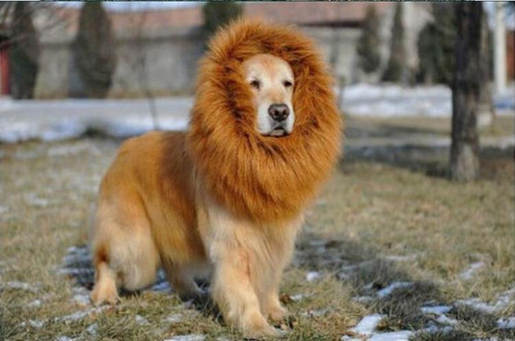 Dog Lion Mane Costume - Dog lion wig