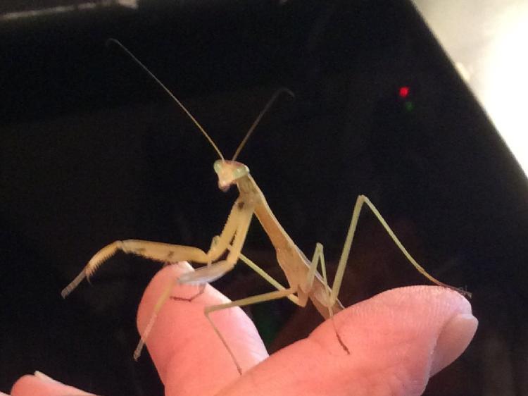 Pet Praying Mantis - Buy a praying mantis online