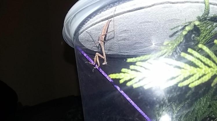 Pet Praying Mantis - Buy a praying mantis online