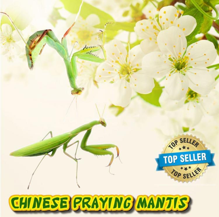 Pet Praying Mantis - Buy a praying mantis online