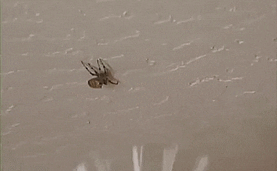 Harm Free Long Range Spider Catcher