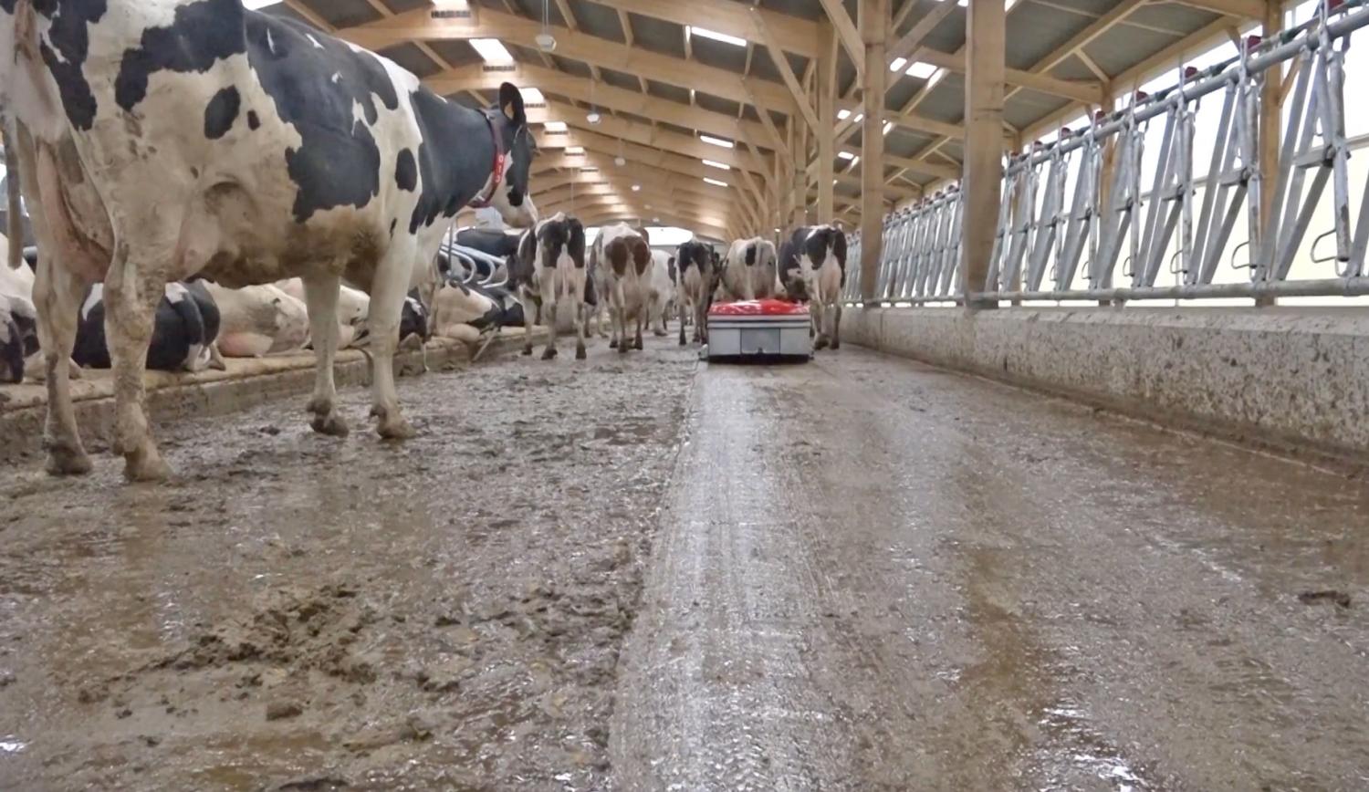 Lely Discovery Manure Cleaning Robot Vacuum Barn Floor Roomba