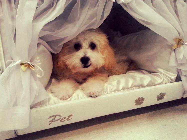 Box-Spring Mattress Dog Bed - Mattress With Dog Bed On Side