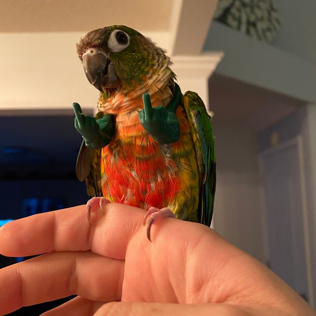 Middle Finger Chicken Arms