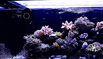 MOAI Robotic Aquarium Camera and Cleaner - Aquarium Roomba - Robotic fish tank cleaner