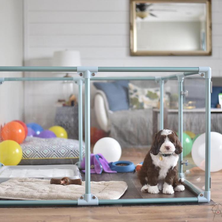 Modern Design Glass Dog Pens - Clearly Loved Pets Acrylic transparent dog kennel