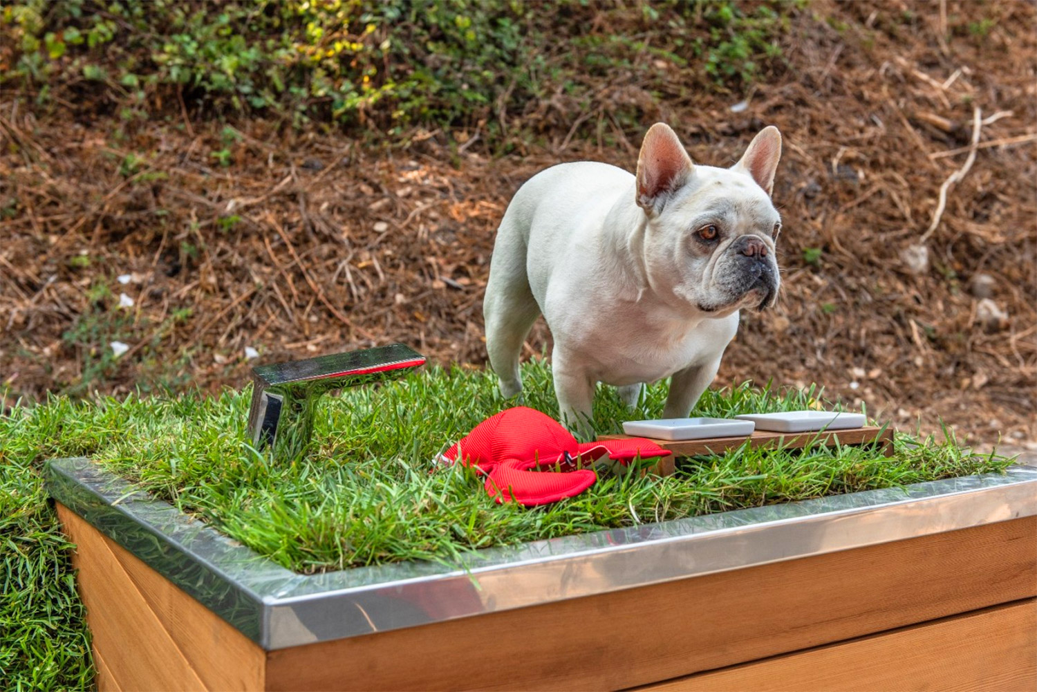 Studio Schicketanz Modern Dog House Is Made With Grass Ramp, and An Automatic Water Faucet On Top