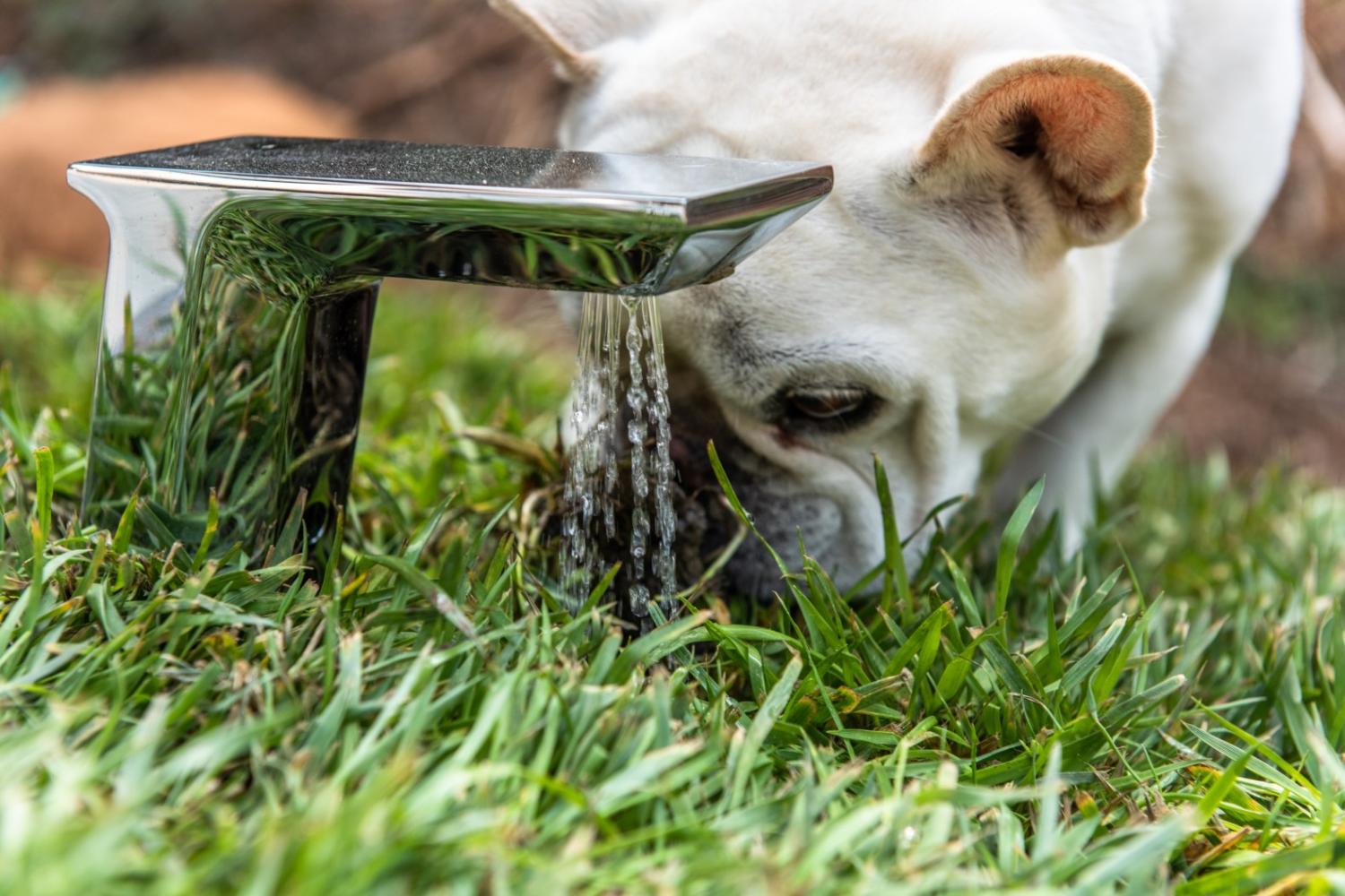 Studio Schicketanz Modern Dog House Is Made With Grass Ramp, and An Automatic Water Faucet On Top