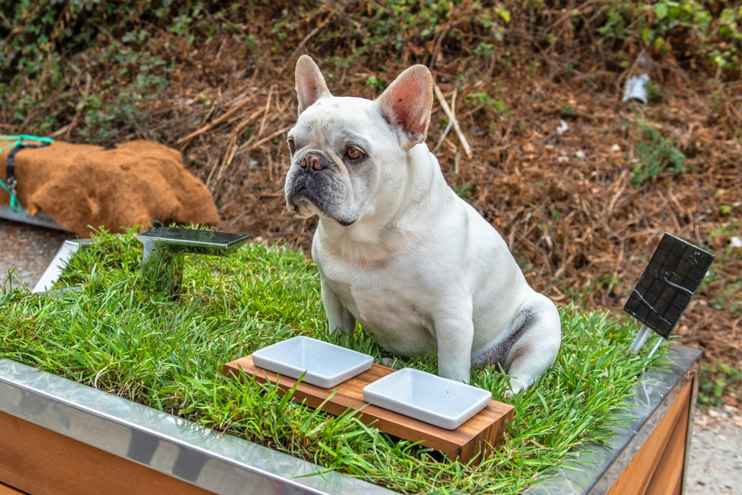 Studio Schicketanz Modern Dog House Is Made With Grass Ramp, and An Automatic Water Faucet On Top