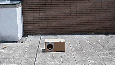 Modular Cat Playground
