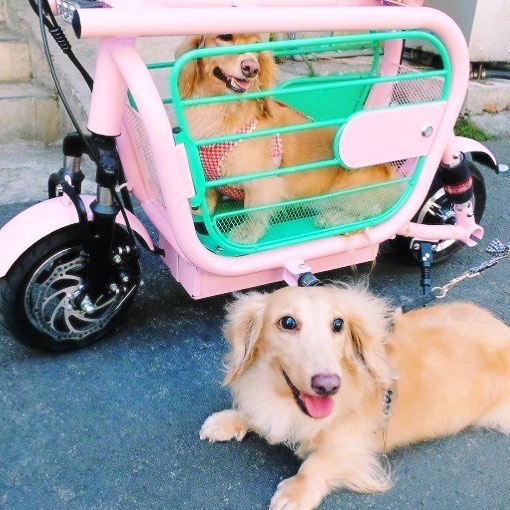 Mopet Dog Holding Electric E-Bike With Integrated Dog Kennel