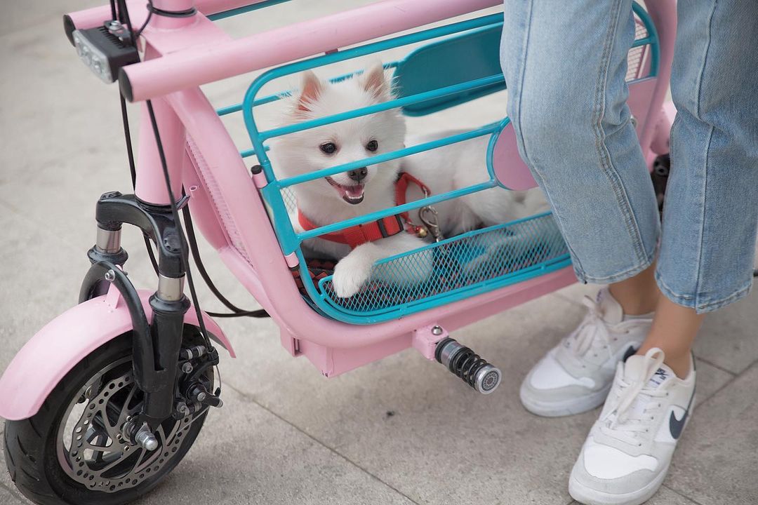 Mopet Dog Holding Electric E-Bike With Integrated Dog Kennel