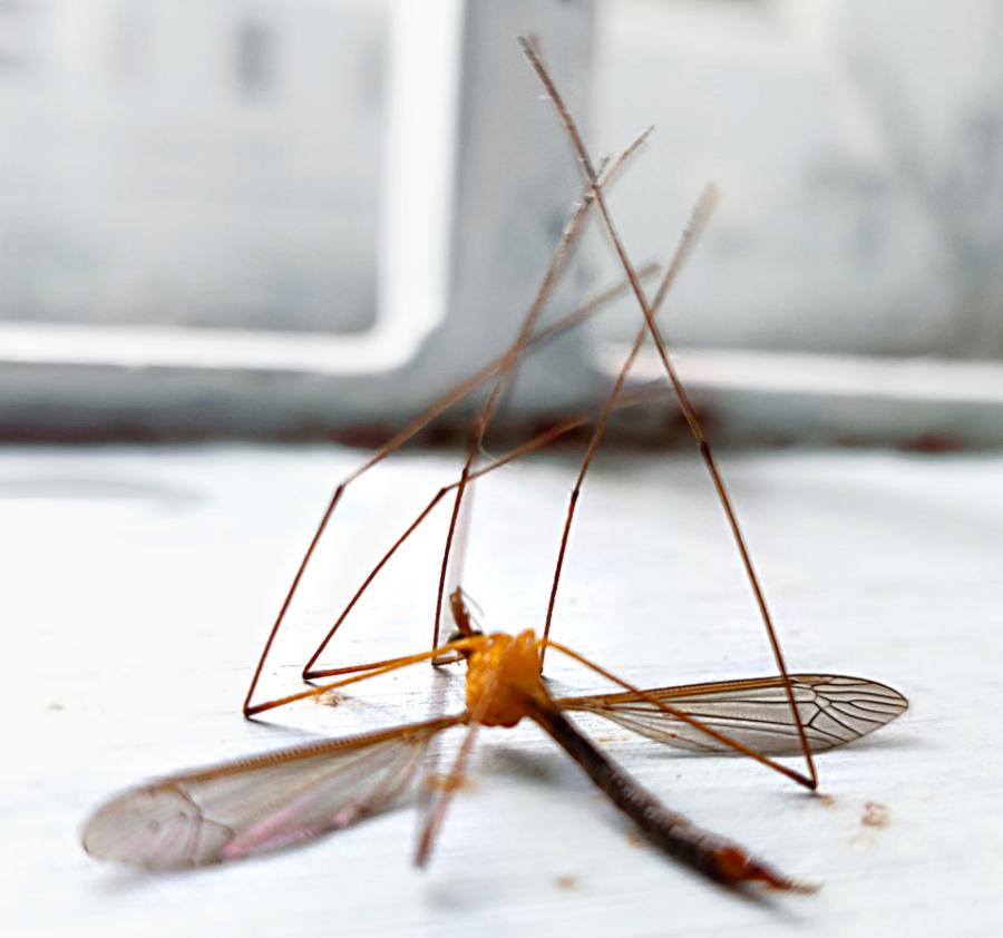 Mosquito Sniper Mosquito Spray Leaf Blower Attachment