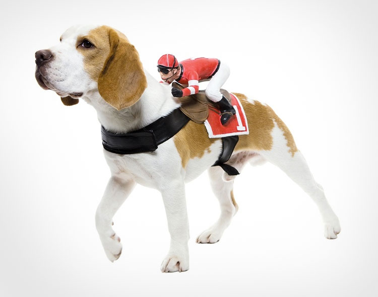 Horse Jockey Dog Rider Costume