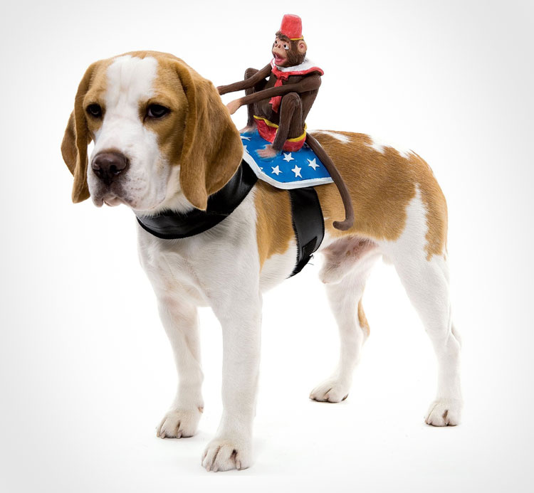 Monkey Dog Rider Costume