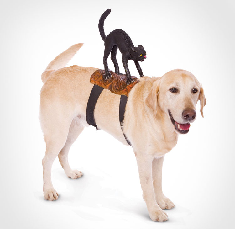 Black Cat Dog Rider Costume