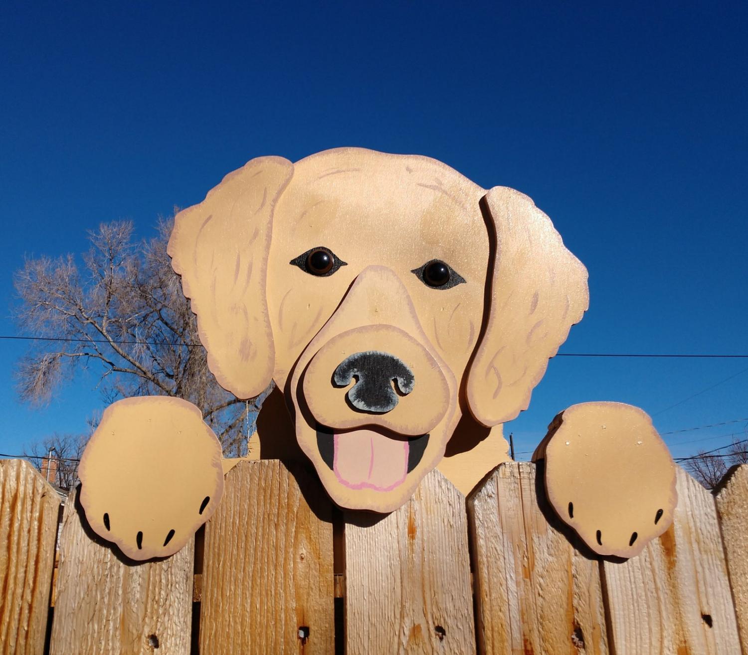 Golden Retriever peeking dog fence sitter Golden Retriever peeking dog fence sitter