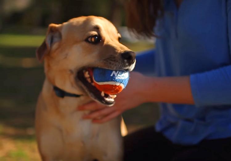 Nerf Dog Ball Launcher