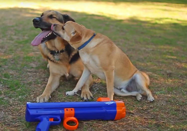Nerf Dog Ball Launcher