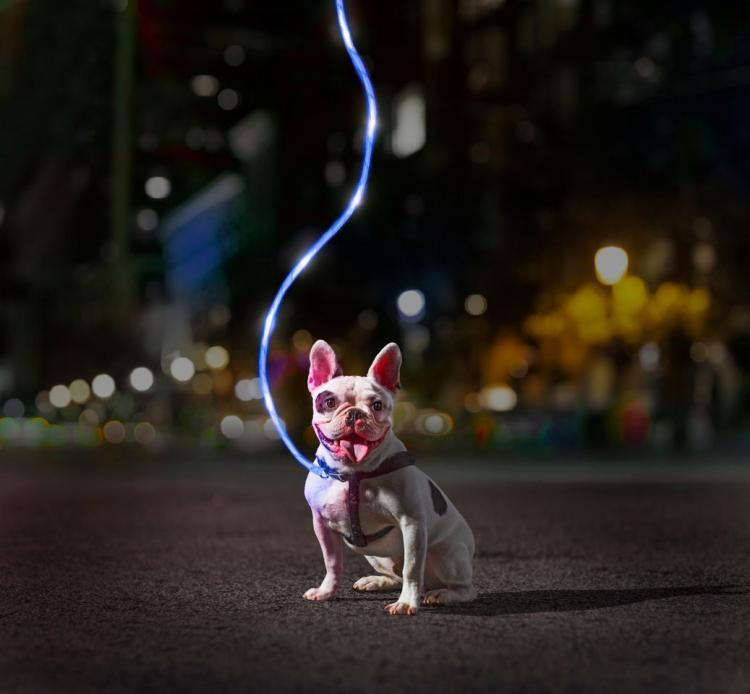 Nitey Leash: LED Light Up Dog Leash Gets You Easily Seen During Night Walks