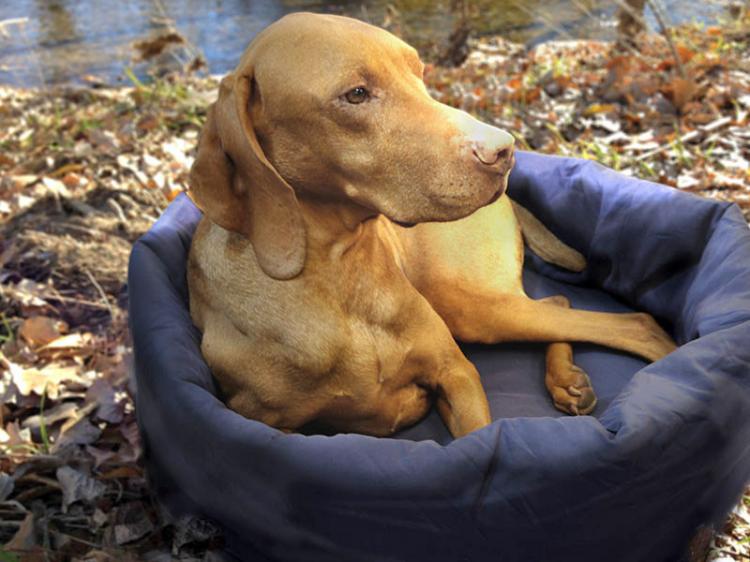 Noblecamper Dog Sleeping Bag and Bed
