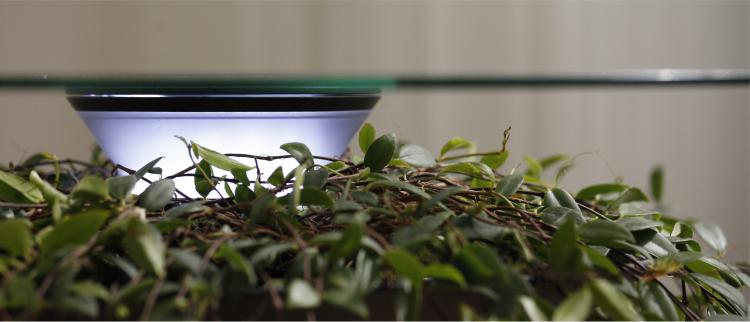Oasis Table Displays A Hanging Plant Under A Glass Table-top - Hanging plant table - Nature table design