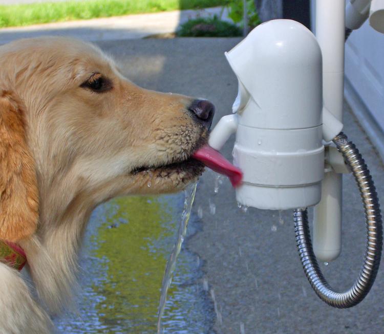 WaterDog: A Motion Sensing Outdoor Dog Water Fountain