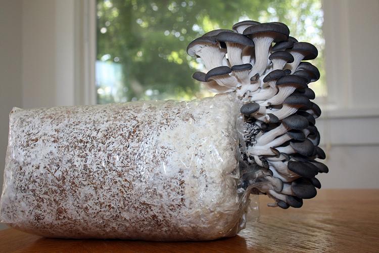 Root Mushroom Farm - Grow Your Own Oyster Mushrooms