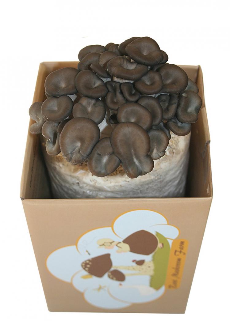 Root Mushroom Farm - Grow Your Own Oyster Mushrooms