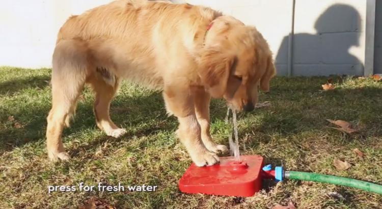 Pawcet Dog Drinking Fountain