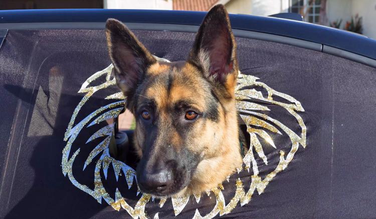 Peekapet car window sleeve keeps dog safe while hanging outside car winow - safe car window dog guard