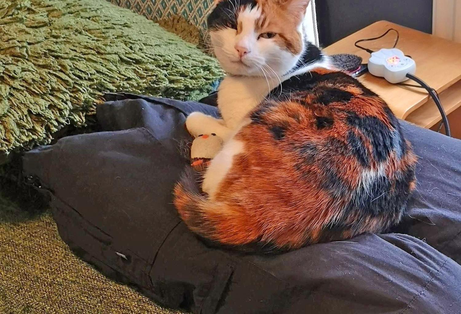 fake human decoy lap for cats - Fake stuffed pants with heated mat for cats