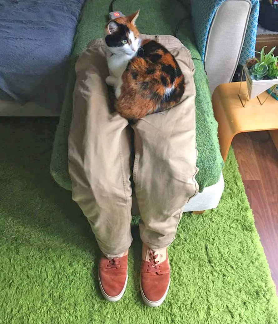 fake human decoy lap for cats - Fake stuffed pants with heated mat for cats