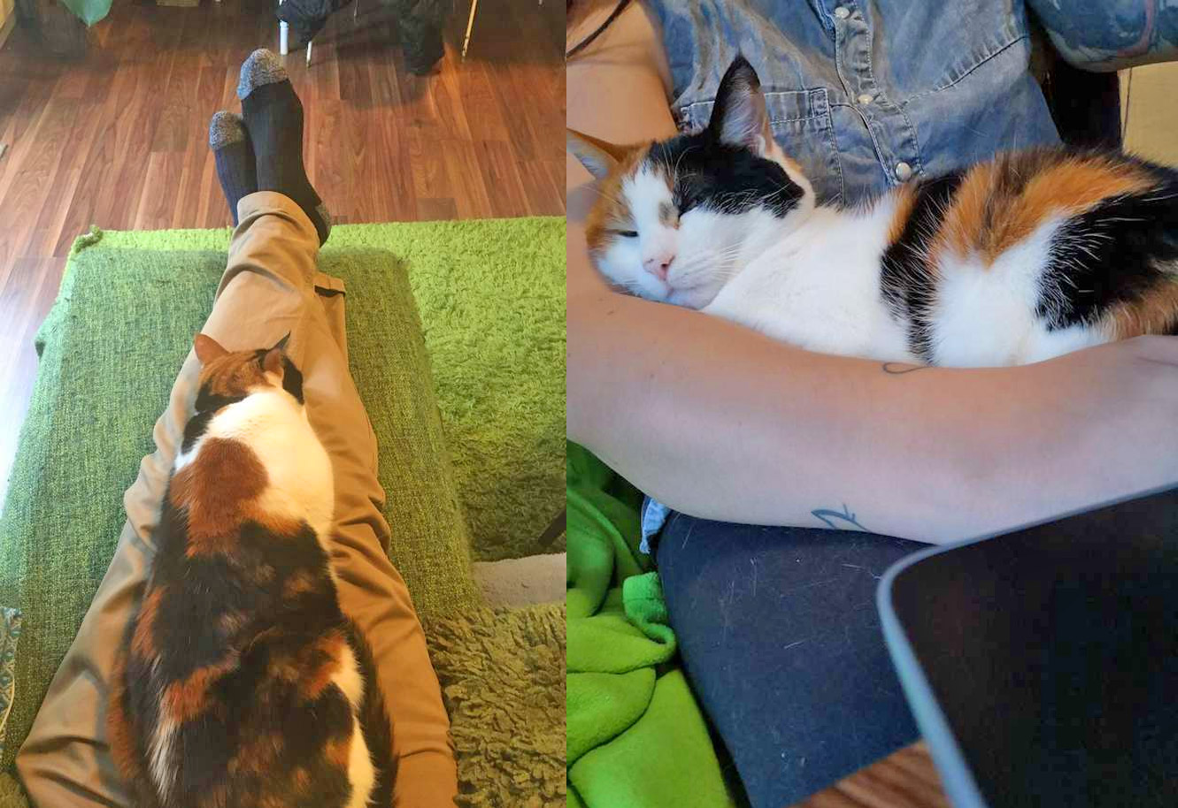 fake human decoy lap for cats - Fake stuffed pants with heated mat for cats