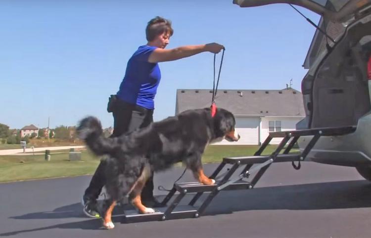 Pet Loader Folding Dog Stairs Helps Get Elderly Dogs Into Car or Truck