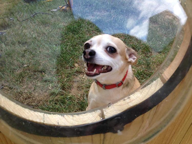 Pet Peek Fence Window For Dogs - bubble window for fences