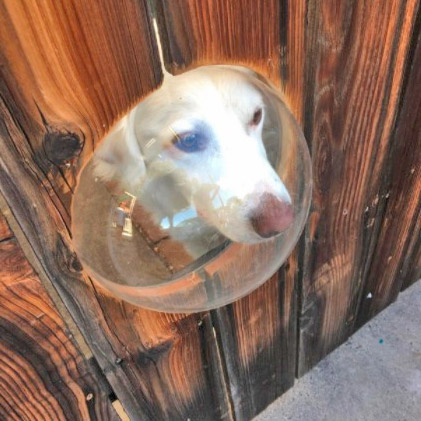 Pet Peek Fence Window For Dogs - bubble window for fences