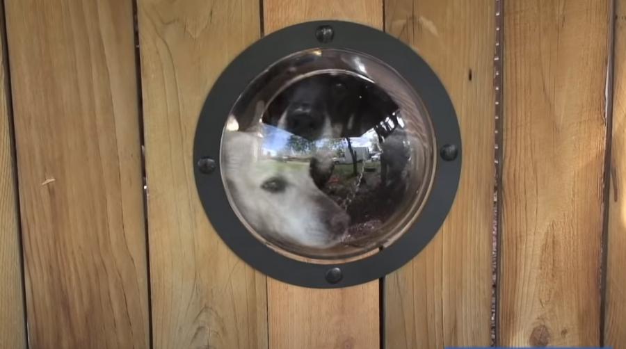Pet Peek Fence Window For Dogs - bubble window for fences
