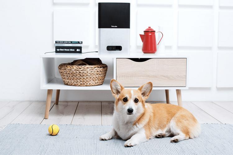 PetCube Bites - Interactive Pet Camera That Flings Treats - Treat launching pet camera