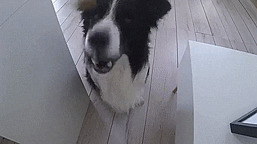 PetCube Bites - Interactive Pet Camera That Flings Treats - Treat launching pet camera