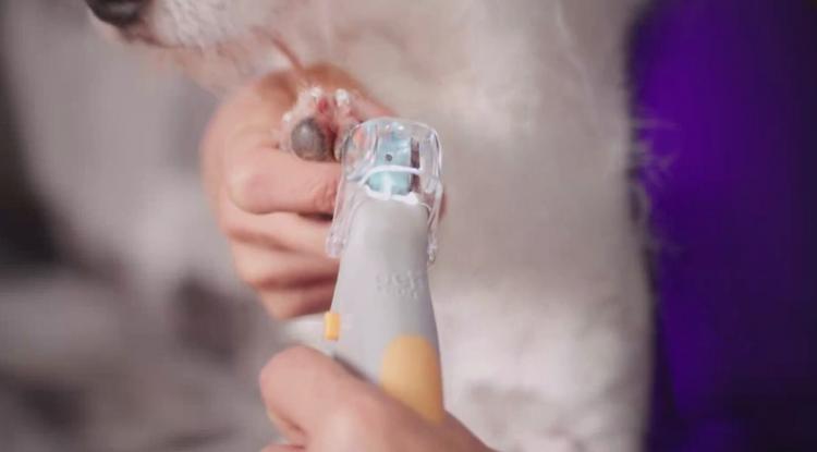 Peticare: Pet Nail Clipper With LED Light That Illuminates Nail Quick - Best dog nail clipper