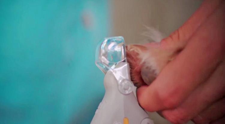 Peticare: Pet Nail Clipper With LED Light That Illuminates Nail Quick - Best dog nail clipper