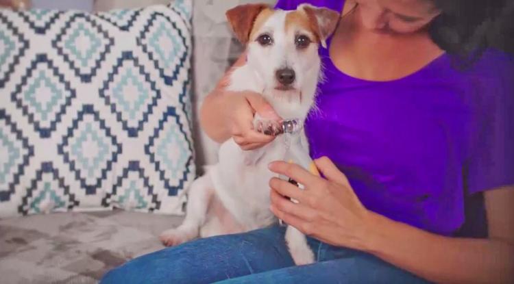 Peticare: Pet Nail Clipper With LED Light That Illuminates Nail Quick - Best dog nail clipper