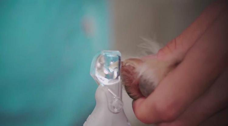 Peticare: Pet Nail Clipper With LED Light That Illuminates Nail Quick - Best dog nail clipper