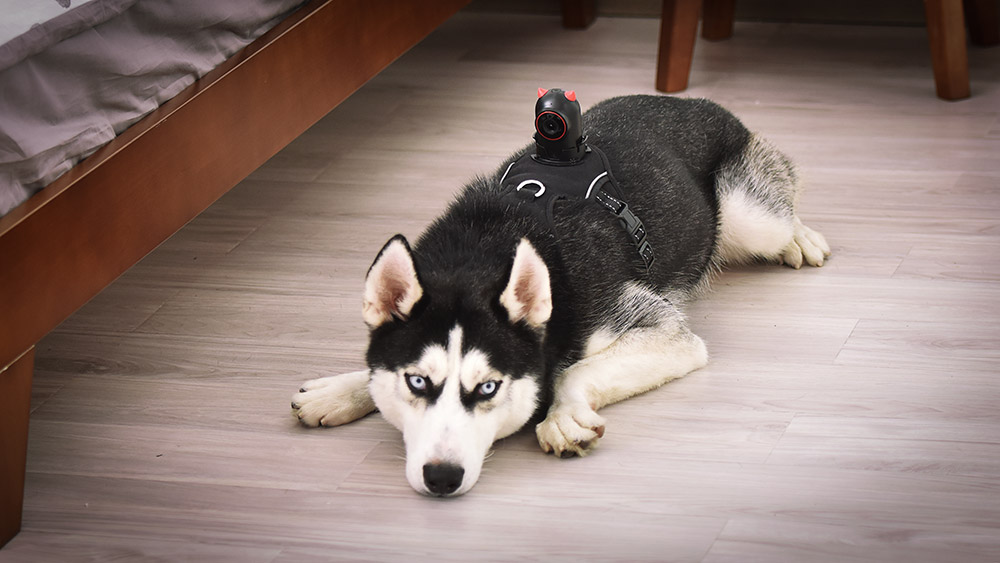 PetNow Smart Pet Camera - POV first person remote dog camera