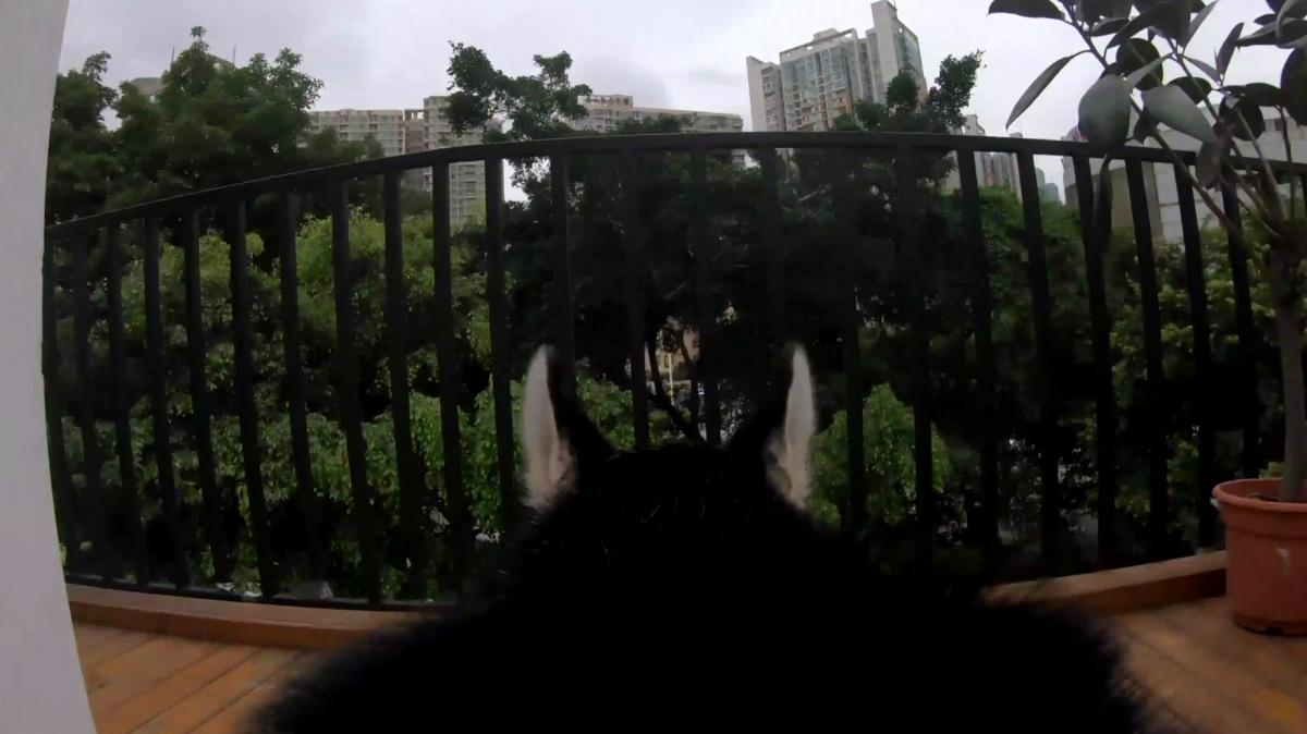 PetNow Smart Pet Camera - POV first person remote dog camera