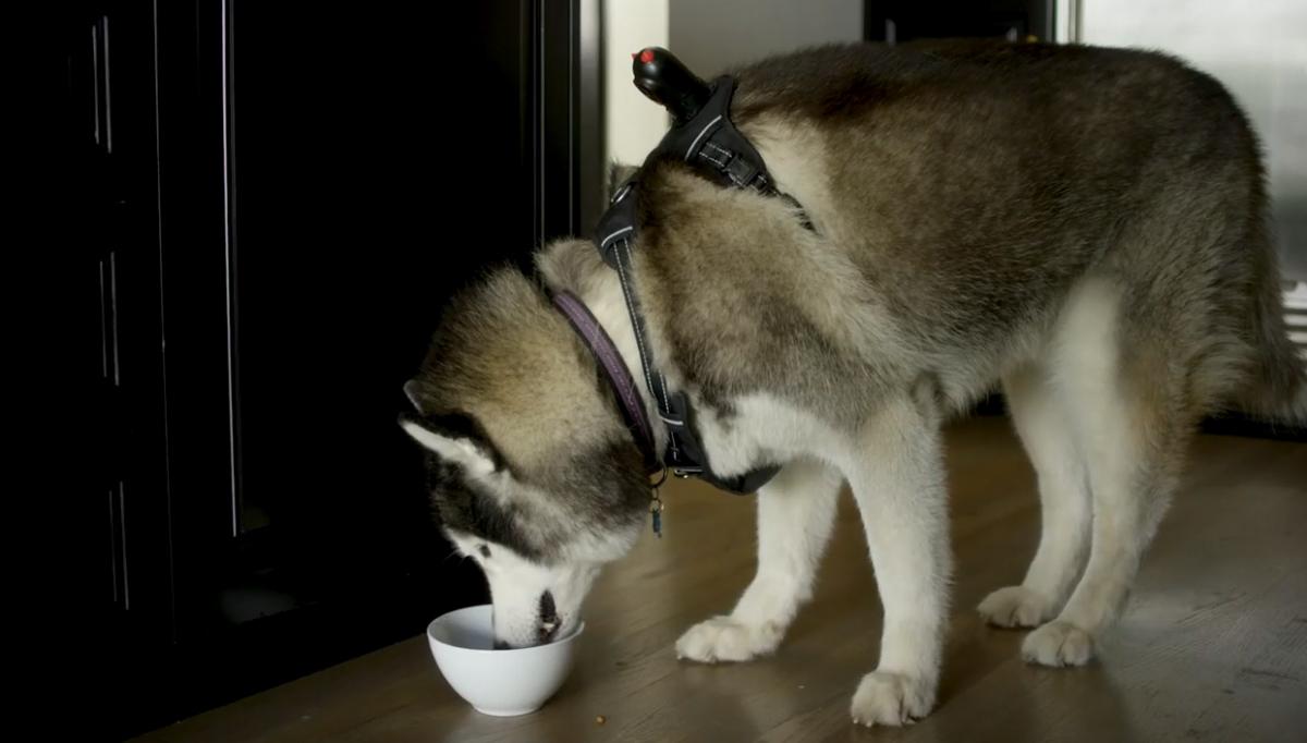 PetNow Smart Pet Camera - POV first person remote dog camera