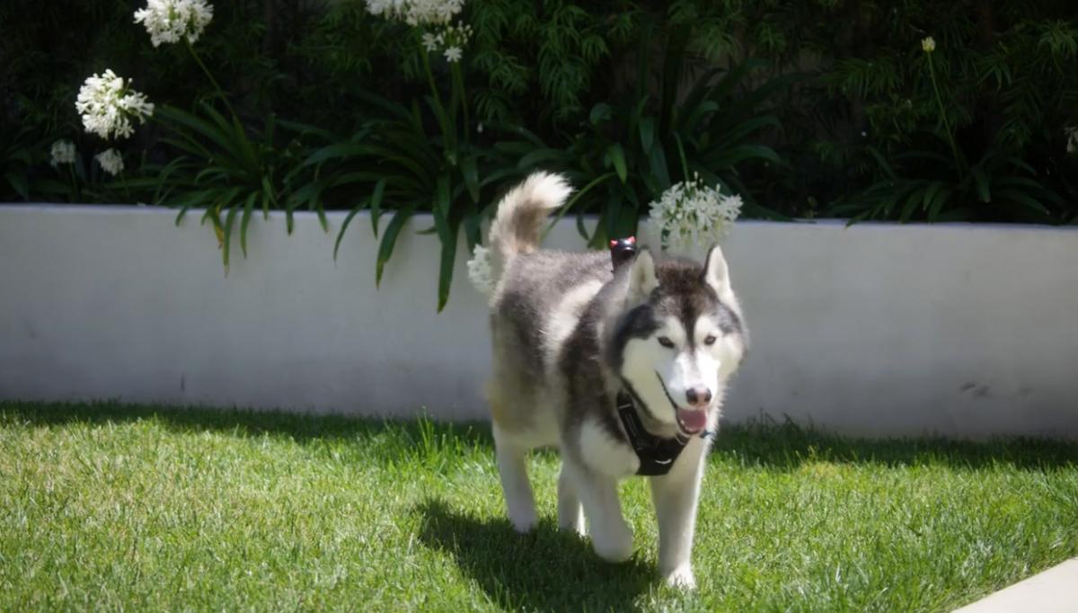 PetNow Smart Pet Camera - POV first person remote dog camera