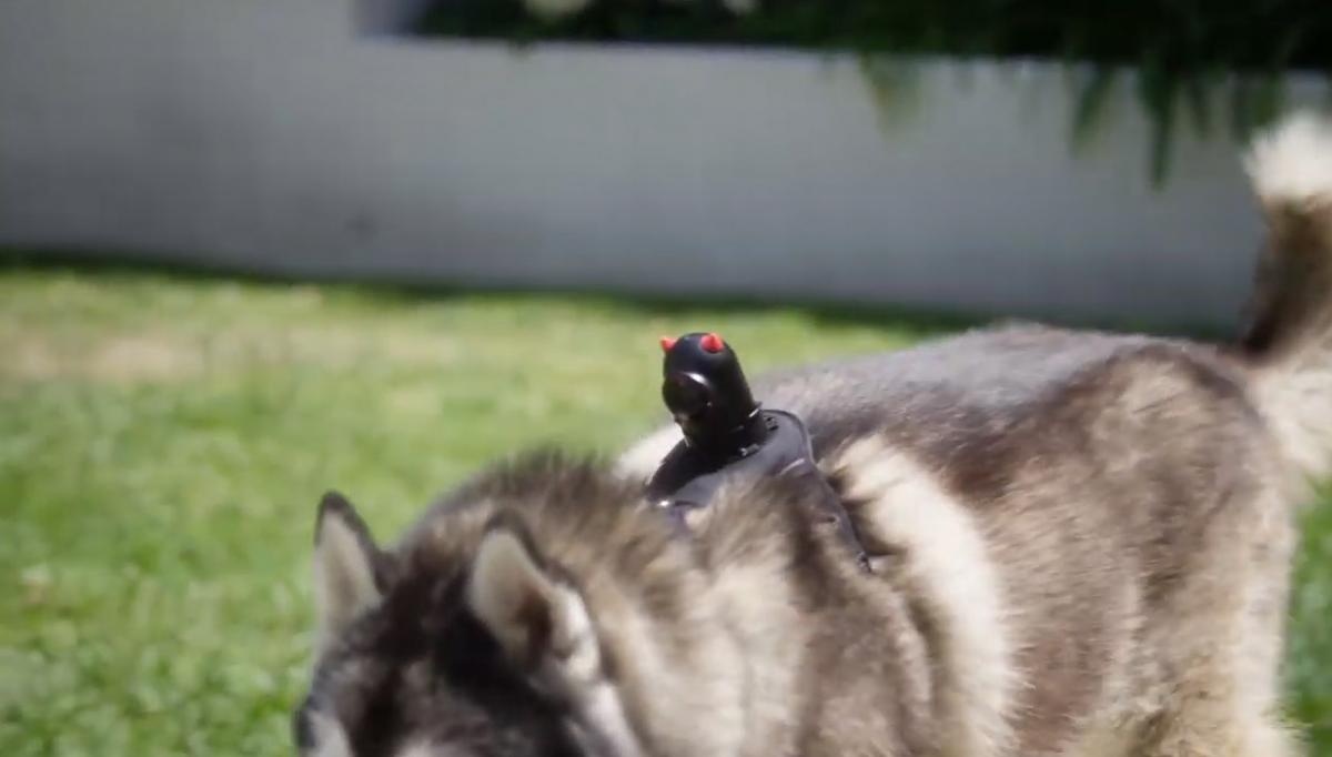 PetNow Smart Pet Camera - POV first person remote dog camera